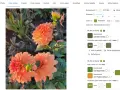 Flores anaranjadas y hojas de un intenso color verde, con un selector de color que identifica el verde oliva.