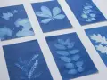 Seis cianotipias caseras muestran la belleza de hojas y ramas en tonos azules y blancos, creando un jardín botánico de sombras.