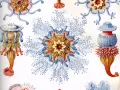 Detalladas **Haeckel ilustraciones** de medusas y pólipos marinos, con intrincados tentáculos azules y cuerpos anaranjados y amarillos.