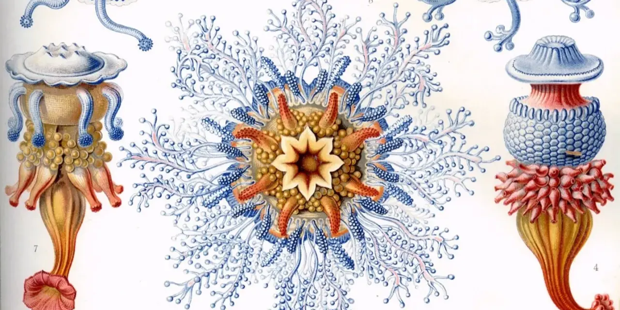 Detalladas **Haeckel ilustraciones** de medusas y pólipos marinos, con intrincados tentáculos azules y cuerpos anaranjados y amarillos.