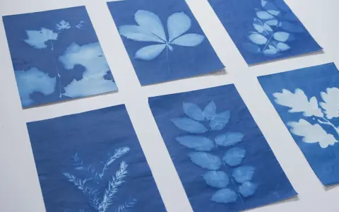 Seis cianotipias caseras muestran la belleza de hojas y ramas en tonos azules y blancos, creando un jardín botánico de sombras.