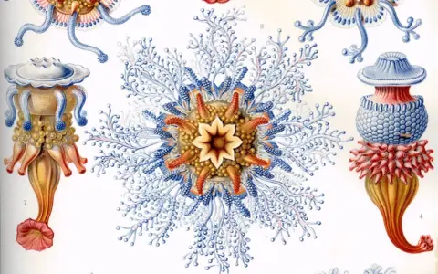 Detalladas **Haeckel ilustraciones** de medusas y pólipos marinos, con intrincados tentáculos azules y cuerpos anaranjados y amarillos.