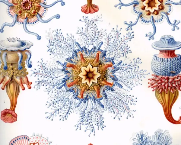 Detalladas **Haeckel ilustraciones** de medusas y pólipos marinos, con intrincados tentáculos azules y cuerpos anaranjados y amarillos.