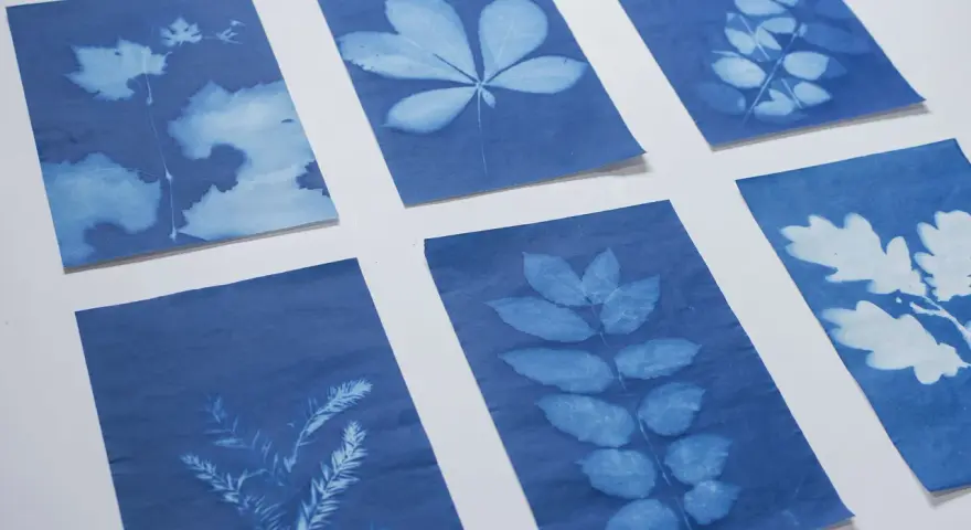 Seis cianotipias caseras muestran la belleza de hojas y ramas en tonos azules y blancos, creando un jardín botánico de sombras.