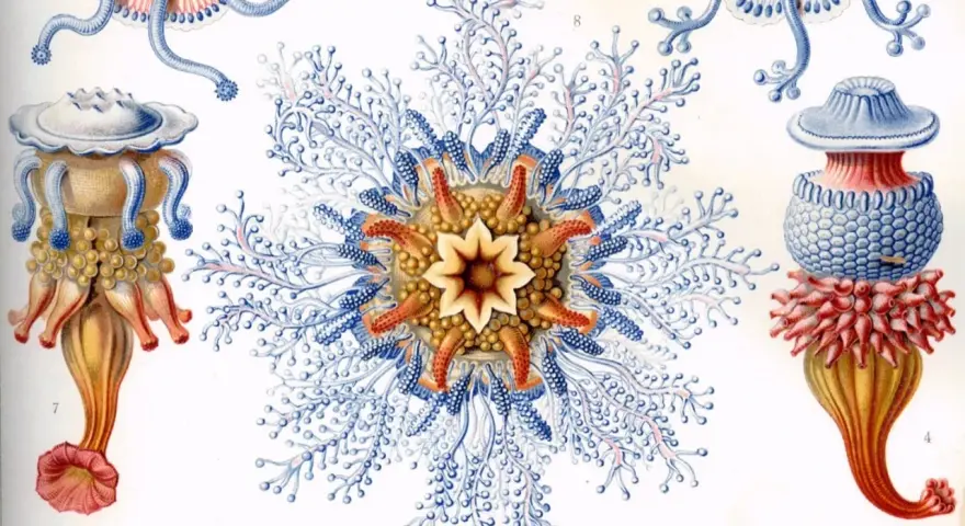 Detalladas **Haeckel ilustraciones** de medusas y pólipos marinos, con intrincados tentáculos azules y cuerpos anaranjados y amarillos.