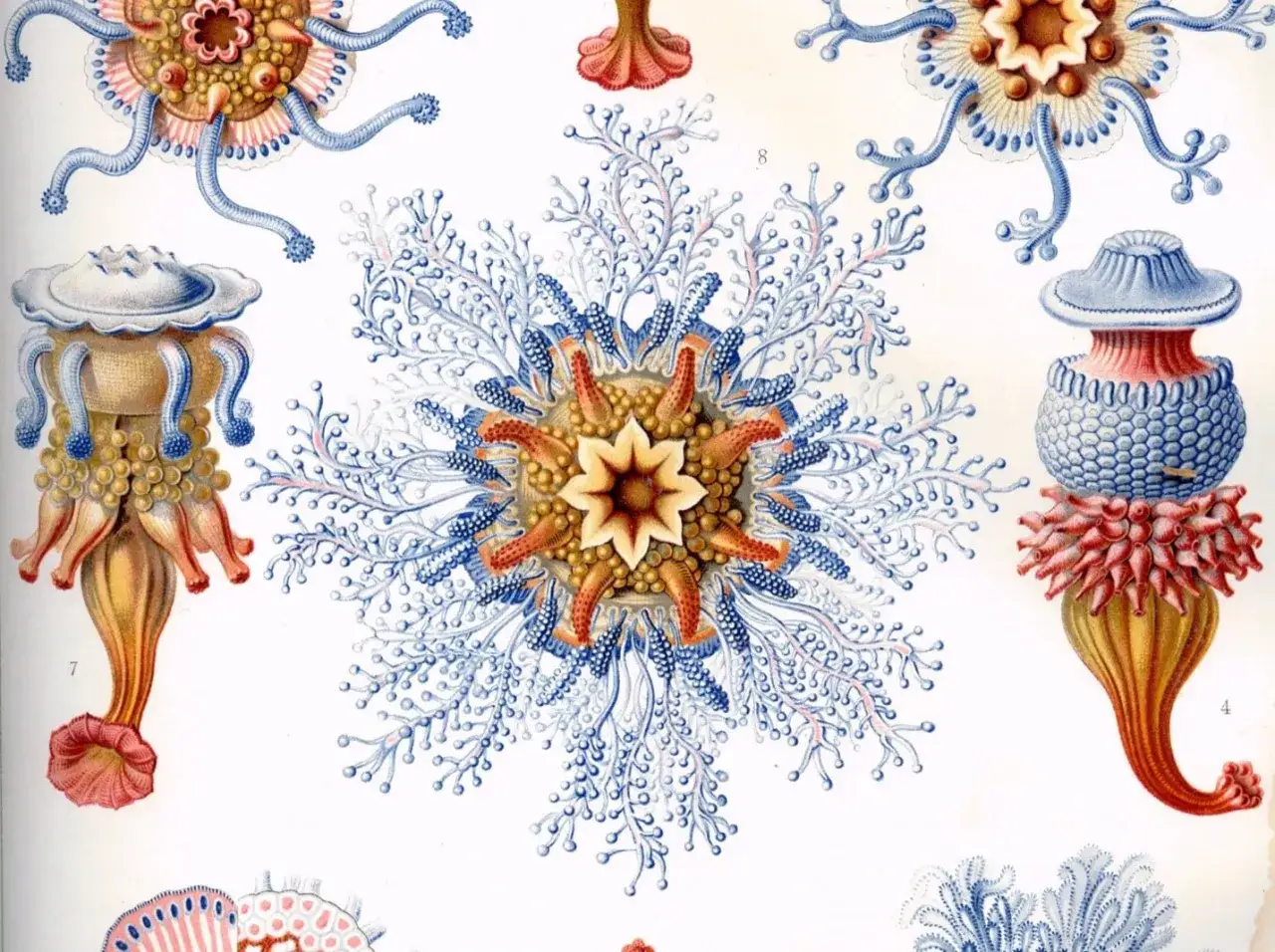 Detalladas Haeckel ilustraciones de medusas y p&oacute;lipos marinos, con intrincados tent&aacute;culos azules y cuerpos anaranjados y amarillos.