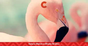 Flamencos rosados con un toque de colores pastel. El diseño gráfico resalta la suavidad de estos tonos.